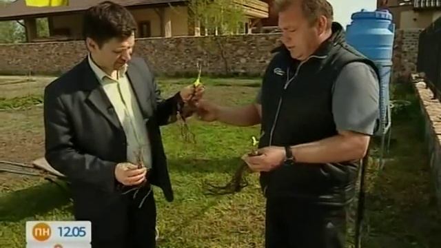 Советы Эксперта по Выращиванию Винограда - Ранок - Інтер смотреть онлайн