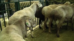 Овцы Волгоград-Эдильбай на выставке Золотая Осень-2012