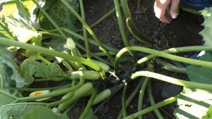 Лидер по длительности плодоношения - кабачок БАЛХАШ F1 #семенакабачков #лучшиесемена #кабачокбалхаш