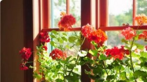 Сохнут и желтеют листья у Герани. Почему и что делать?