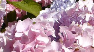 Mophead Hydrangeas - Hydrangea  - Hortensía - Hindarblóm - Garðplöntur - Skrautrunni