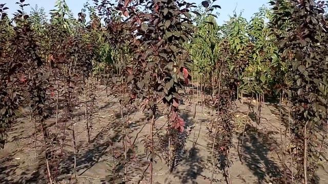 Слива пурпурная "Pissardii" | Plante.md смотреть онлайн