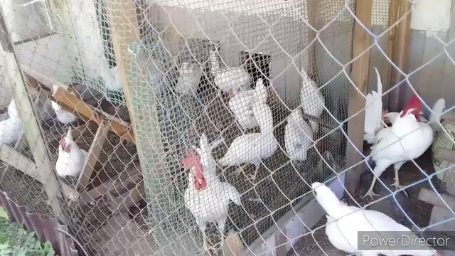 Каких Кур Лучше Держать в Хозяйстве//Расклёв у Кур Несушек//Яйценоскость Леггорнов
