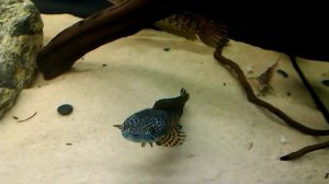 Золотая кобра