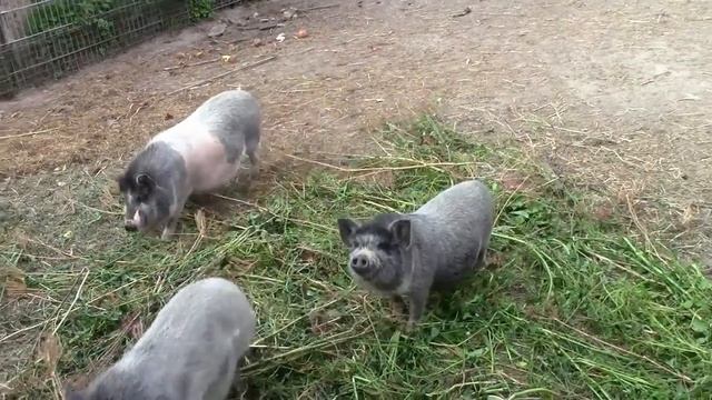 Дюрок и Вьетнамская свинья - что получится при скрещивании? Ремонтантная клубника смотреть онлайн