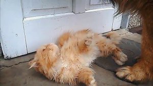 Вечная "дружба" кота и собаки