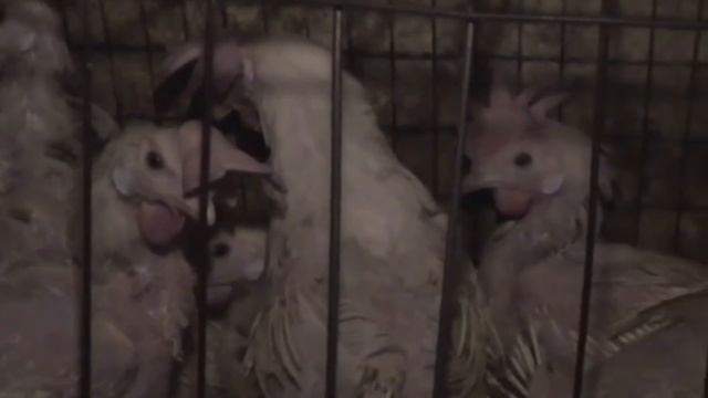 Lo que Cody vio cambiará tu vida para siempre | MFA смотреть онлайн