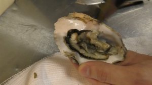 Устрицы | Как открыть и проверить что они живые #морепродукты #устрицы