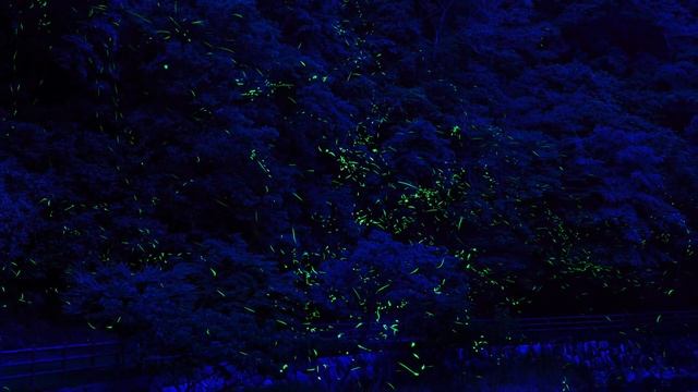 Почему светятся светлячки