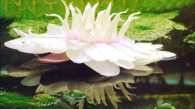 Botanischer Garten Braunschweig Seerose Victoria Botani смотреть онлайн