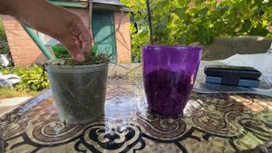 Сгнили корни камбрии-пересаживаю в новый грунт!