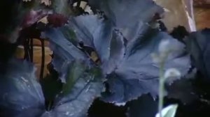 Теневой сад от дизайн-студии "Фитония"