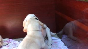 Смешные Толстые Щенки Лабрадора 2 месяца. Funny fat Labrador puppies 2 months.
