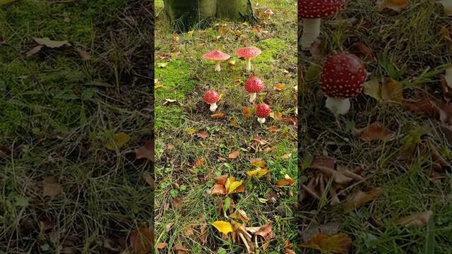 Paddestoelen de bilt