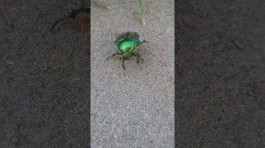 ЗЕЛЁНЫЙ ЖУК