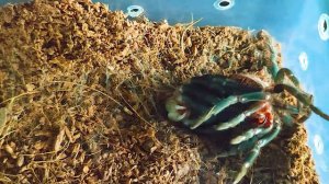 Как линяют Пауки? (скорость X80) Как Растут Птицееды?