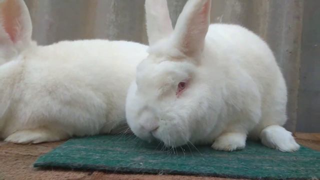 Племенные самцы НЗБ. бронирование крольчат по телефону 8(952)83-63-214. возможна доставка. смотреть онлайн