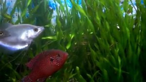 Хемихромис Лифалили. месяц спустя