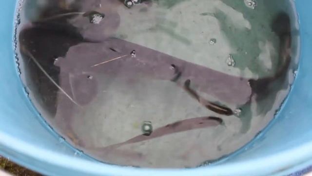 Ловлю сома на Свислочи и выпускаю в пруд. Рыбалка с Лавром смотреть онлайн