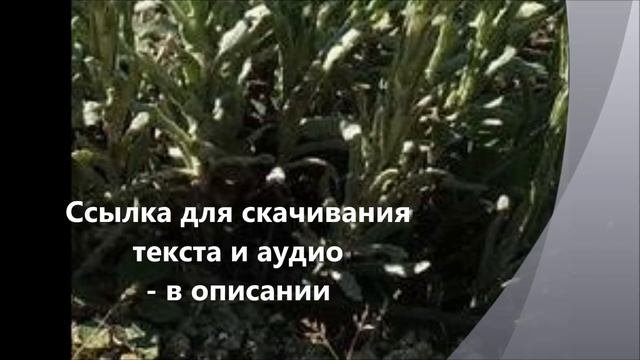 Как нужно молиться, учил Архиепископ Антоний Голынский Михайловский. Путь умного делания.