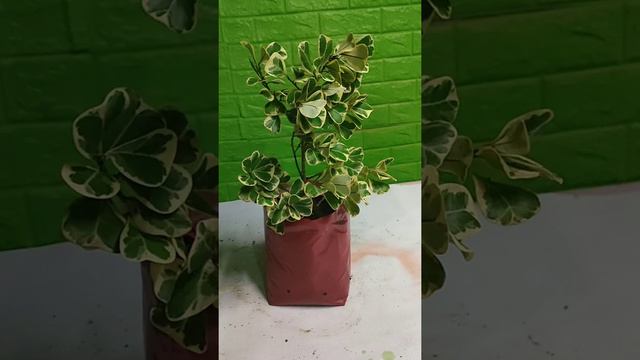 NEWLY PLANTED MARCOTTED VARIEGATED FICUS TRIANGULARIS