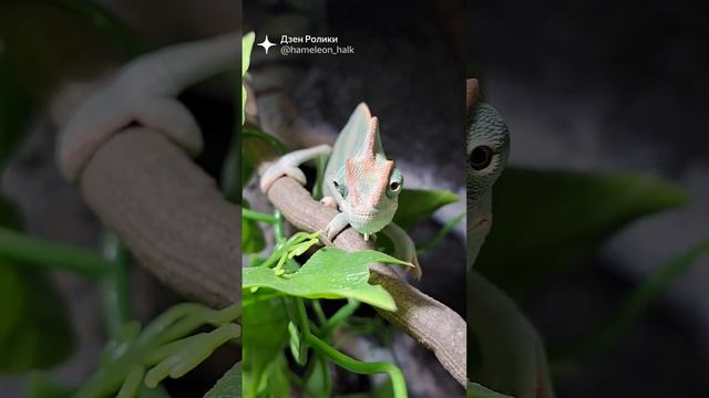 кроха хамелеон