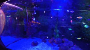 Обнинск "Парк птиц"