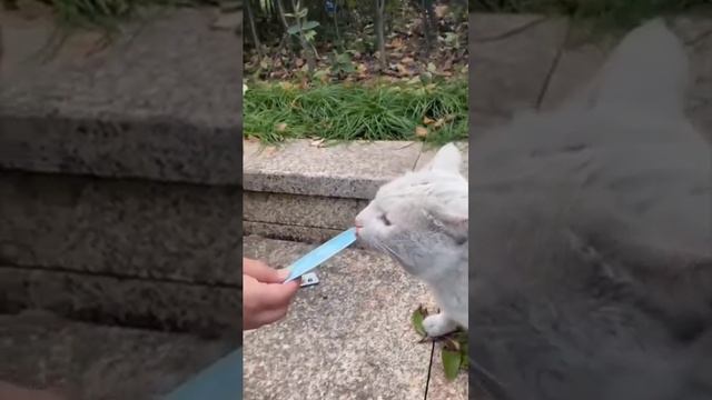 Угарные котики, 😅 они хотят кушать 2024. 😻 #cat #кот #котоняшки #котята смотреть онлайн