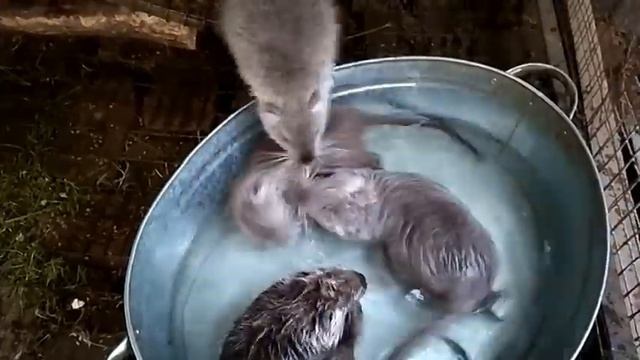 Нутрии. малыши купаются. разведение нутрий. смотреть онлайн