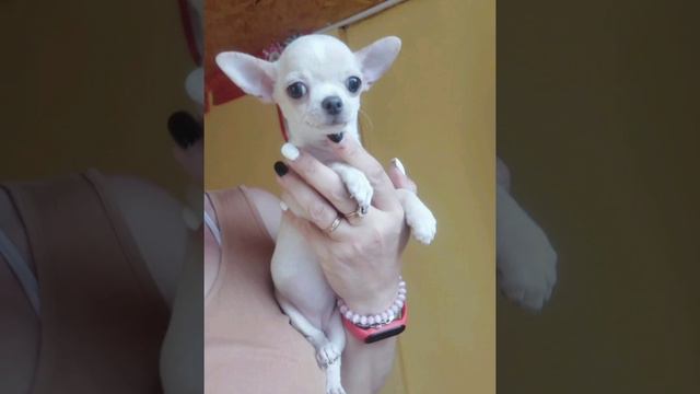 продажа чихуахуа мини девочка НАРНИЯ питомник Кастропуло Крым доставка есть 89787458062 смотреть онлайн