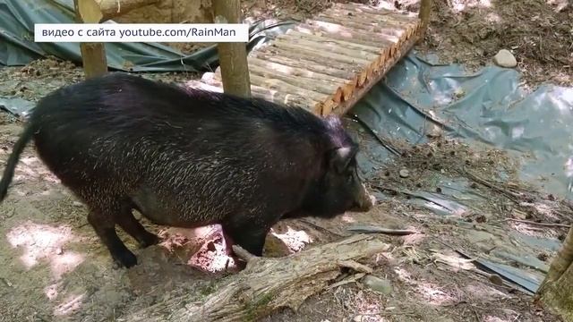 Трихинеллёз обнаружен в Усольском районе смотреть онлайн