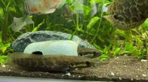 Змееголов африканский (Parachanna africana) в аквариуме 525 литров.