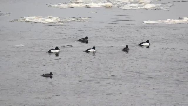 Февраль ПТИЦЫ ГОРОДСКОГО ПАРКА смотреть онлайн