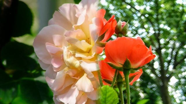 ВИЗУАЛЬНАЯ МЕДИТАЦИЯ -- Женское счастье смотреть онлайн