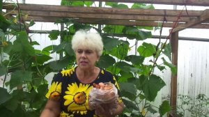 ПОЛЕЗНАЯ НАТУРАЛЬНАЯ ПОДКОРМКА ОГУРЦОВ ЛУКОВОЙ ШЕЛУХОЙ. Ольга Чернова.