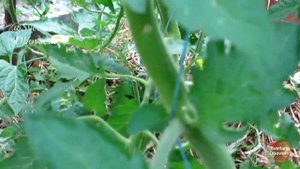 ЗАСЫХАЮТ ЛИСТЬЯ НА ТОМАТАХ! НЕ ДОПУСТИ ЧУМУ-БУРУЮ ПЯТНИСТОСТЬ! СРОЧНО ОБРАБОТАЙ ГОРЧИЦА+ЗОЛА.ЗАЩИТА