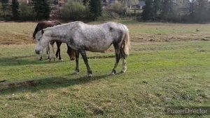 Дикие лошади или лошади на воле. Поведение лошадей в табуне