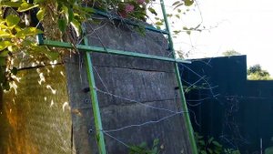 ДЕКОРАТИВНЫЕ КУСТАРНИКИ и ЦВЕТЫ. АКТИНИДИЯ и КЛЕМАТИСЫ