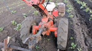 Третий раз мотоблоком Агро окучиваю картошку.