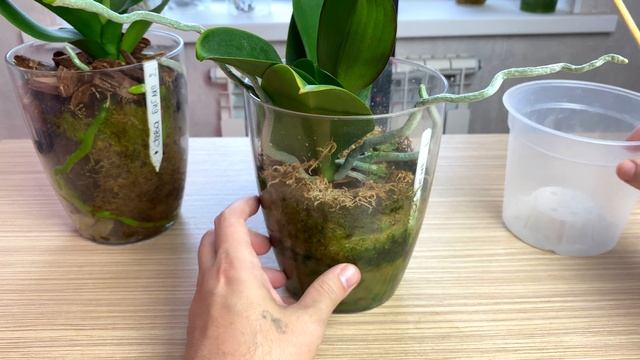 как вернул корни орхидеи суициднице и подобрал ключик к орхидеям АББА смотреть онлайн