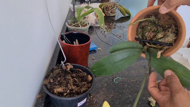 Phalaenopsis dica de cultivo ( phalaenopsis kv beauty) смотреть онлайн