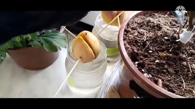 выращуем авокадо у себя дома 