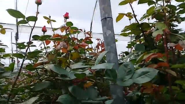 Опять сорт розы Pink Floyd, но в другом блоке на плантации в Эквадоре смотреть онлайн