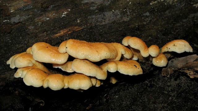 Tapinella panuoides смотреть онлайн