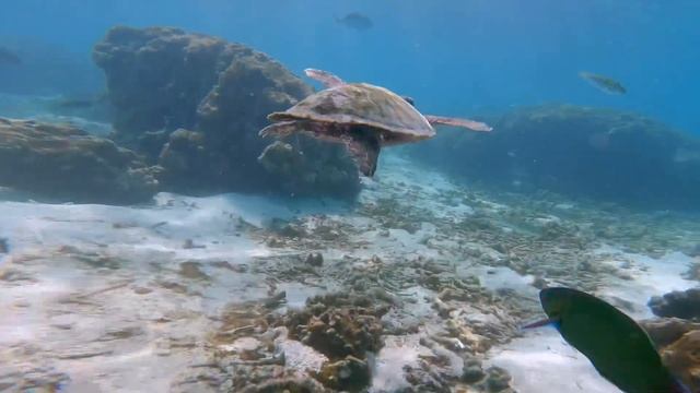 Тропический остров. Мальдивы, подводный мир и девушки. смотреть онлайн