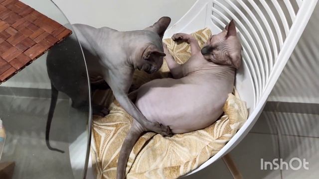 Котята канадские сфинксы .Первый раз котенок гуляет на улице . смотреть онлайн