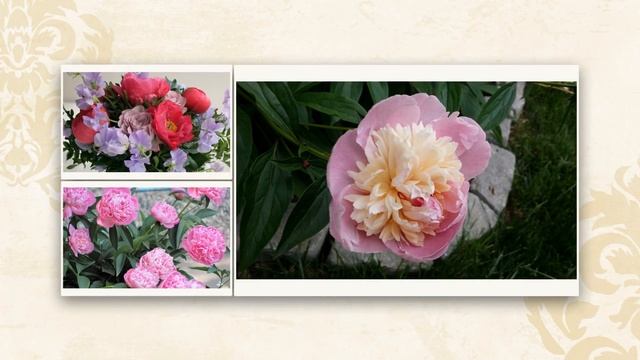 ✿Пионы 2. Стили для Proshow Producer в подарок смотреть онлайн