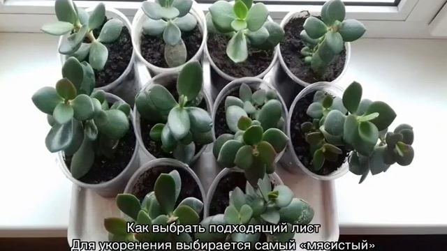 Как размножить денежное дерево в домашних условиях