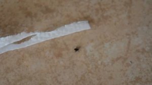 Как избежать укуса клеща энцефалита/как снять/как убить клеща