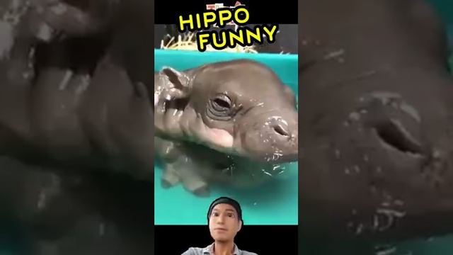 Hippo Funny  #shorts #shortsvideo #viral #viralshorts